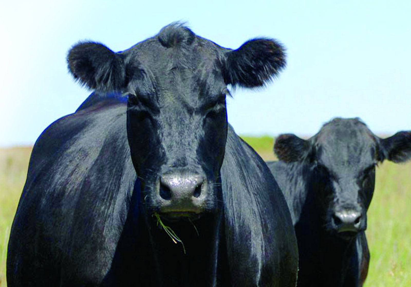 Angus cattle