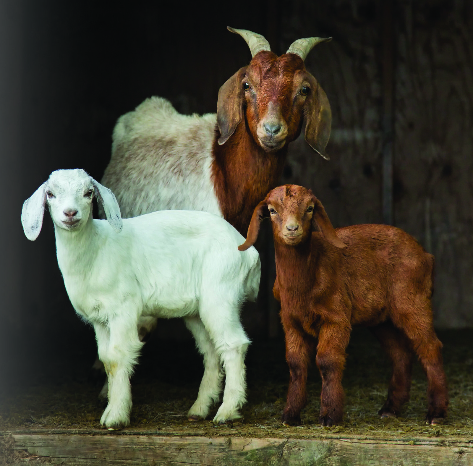 Goats