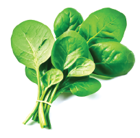 Fresh spinach leaves