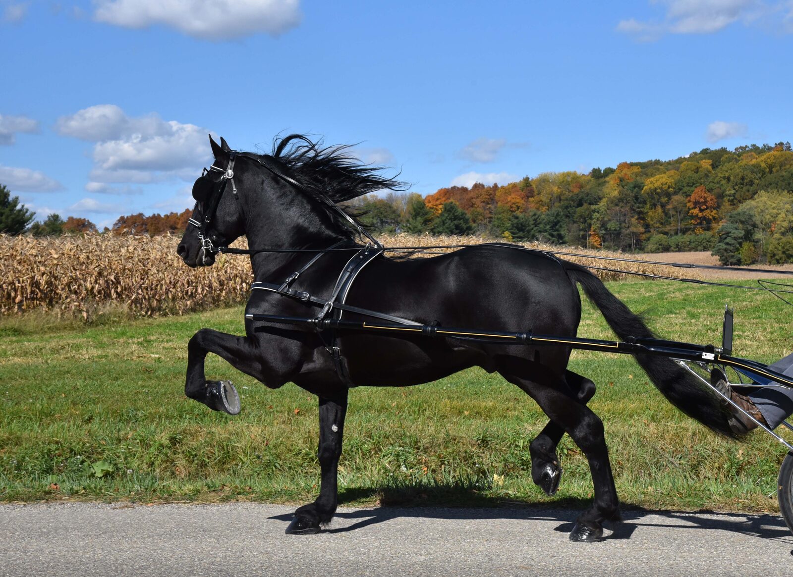 Trotting horse