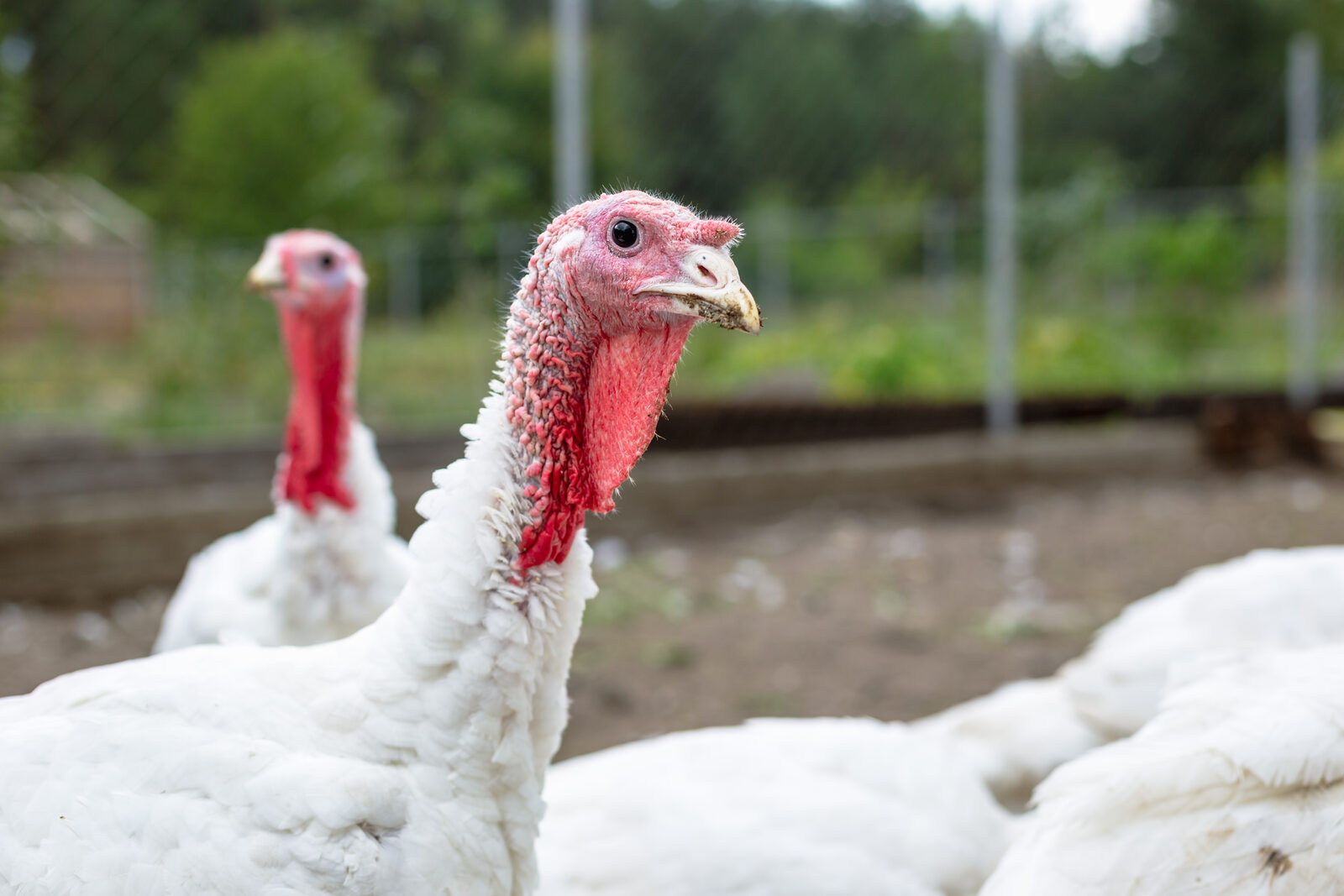 Turkey