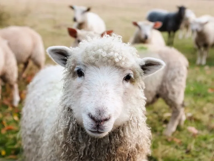 A flock of sheep in a pasture, one looking at the camera